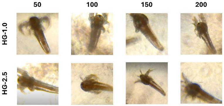 https://cdn.ncbi.nlm.nih.gov/pmc/blobs/5100/11431386/c73365c950ad/gels-10-00574-g007.jpg