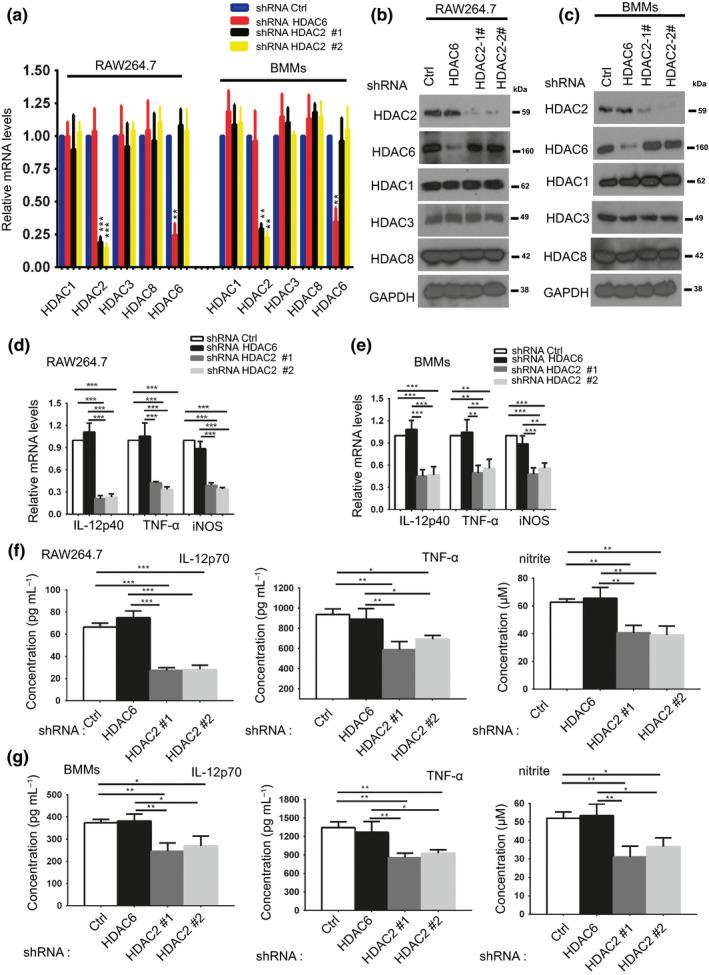 https://cdn.ncbi.nlm.nih.gov/pmc/blobs/5100/7379312/c5bf8b1c27cc/IMCB-97-72-g002.jpg