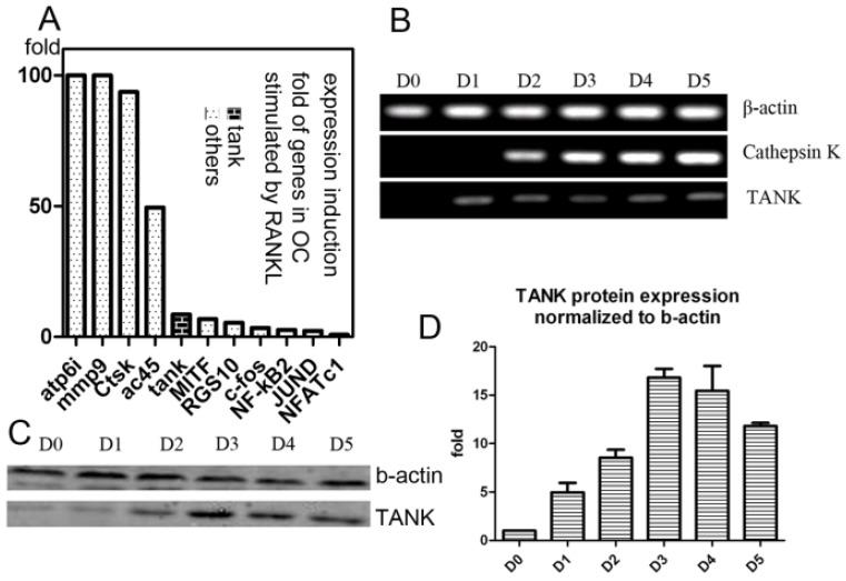https://cdn.ncbi.nlm.nih.gov/pmc/blobs/5101/3492797/5365d3968279/ijbsv08p1398g01.jpg