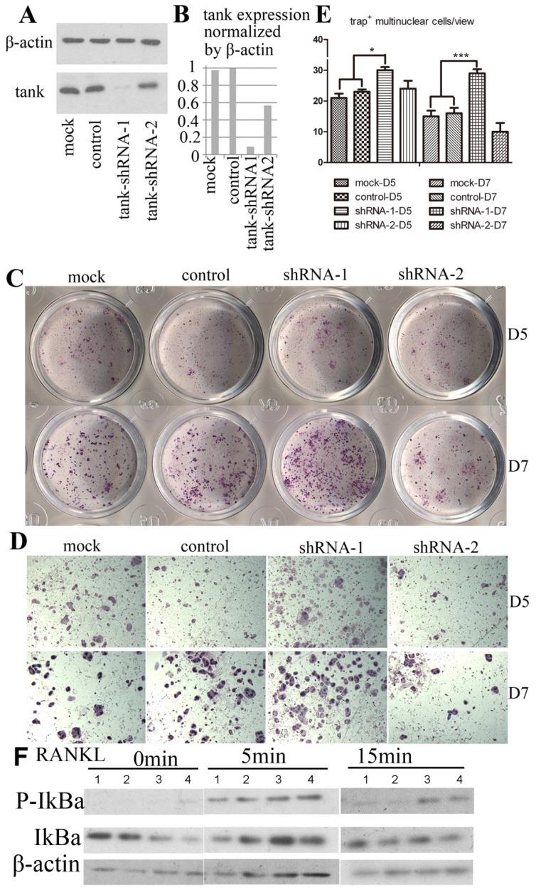 https://cdn.ncbi.nlm.nih.gov/pmc/blobs/5101/3492797/7f574a6b697f/ijbsv08p1398g03.jpg