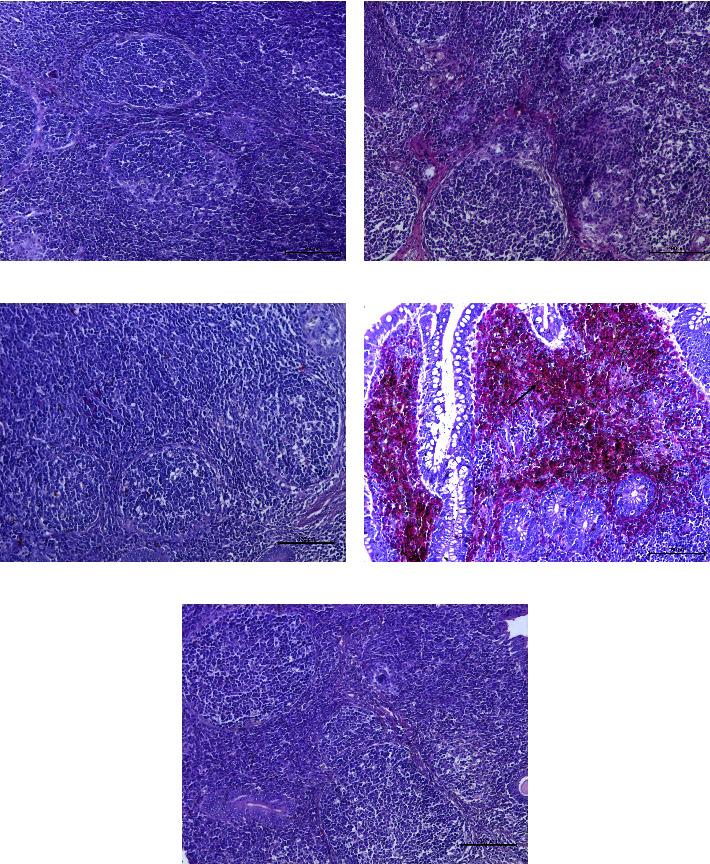 https://cdn.ncbi.nlm.nih.gov/pmc/blobs/5102/12017135/664f6ad54781/TBED2023-1317784.004.jpg
