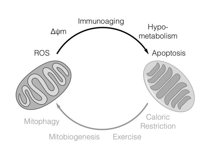 https://cdn.ncbi.nlm.nih.gov/pmc/blobs/5103/4809610/5672d3a65034/ad-7-2-201-figure-1.jpg