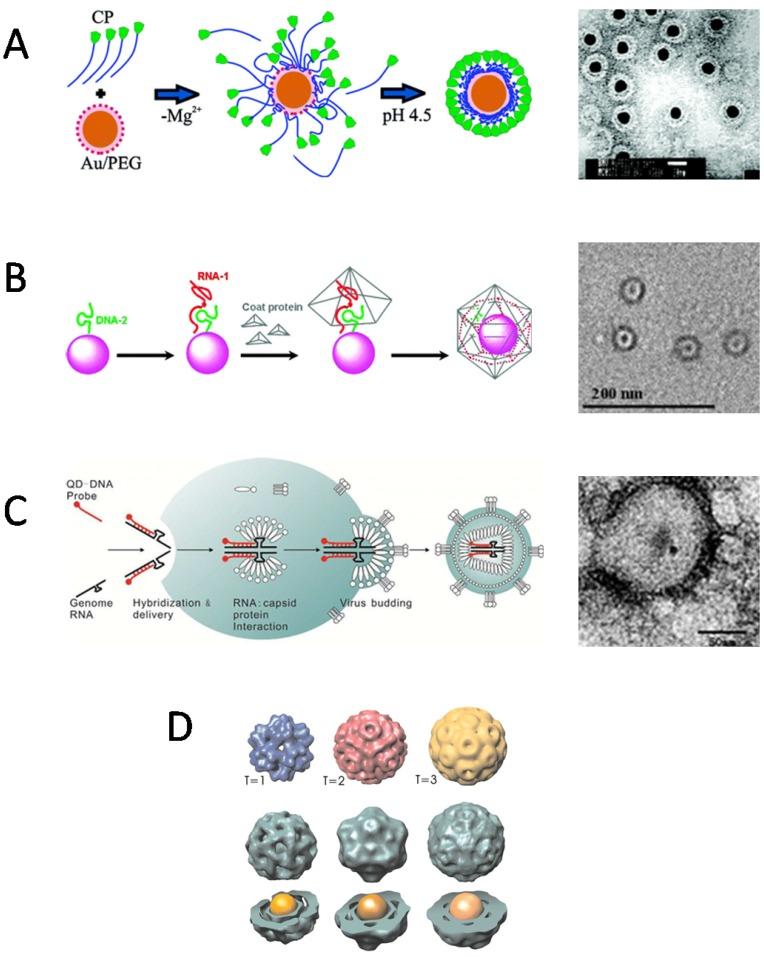 https://cdn.ncbi.nlm.nih.gov/pmc/blobs/5103/5646737/7dca10bd4681/ntnov01p0358g002.jpg