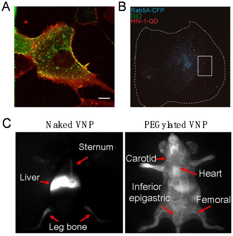 https://cdn.ncbi.nlm.nih.gov/pmc/blobs/5103/5646737/d9d8d82c1162/ntnov01p0358g003.jpg