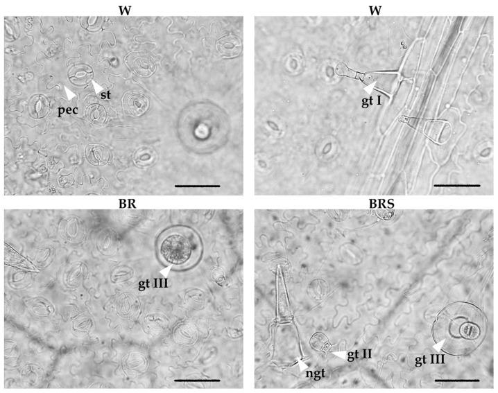 https://cdn.ncbi.nlm.nih.gov/pmc/blobs/510a/12348697/20327bcfac8b/plants-14-02285-g005.jpg