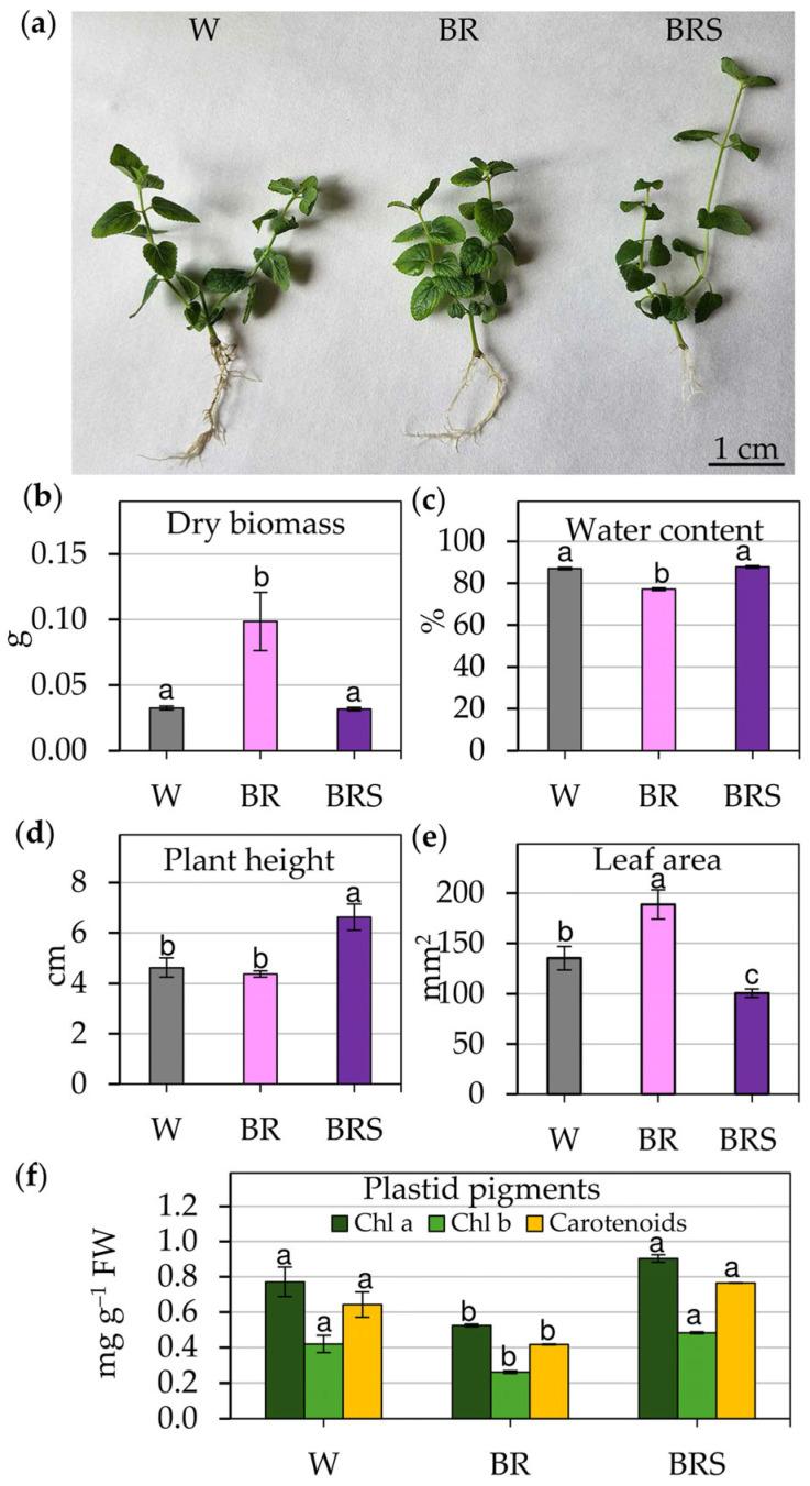 https://cdn.ncbi.nlm.nih.gov/pmc/blobs/510a/12348697/a75123e874ca/plants-14-02285-g001.jpg