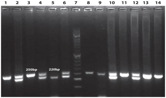 https://cdn.ncbi.nlm.nih.gov/pmc/blobs/510a/7691710/a076bbb7a712/ijp-16-62-g001.jpg