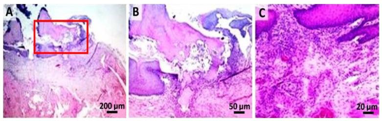https://cdn.ncbi.nlm.nih.gov/pmc/blobs/510b/8872554/5953f6d0b255/gels-08-00134-g006.jpg