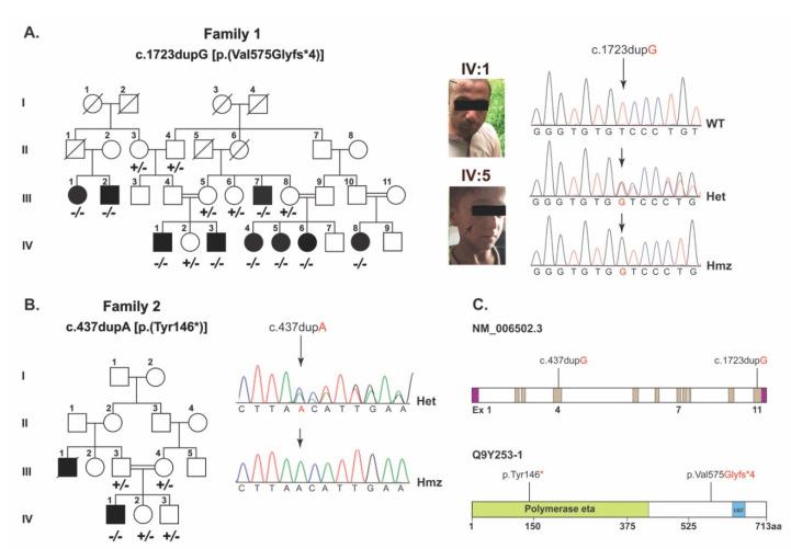 https://cdn.ncbi.nlm.nih.gov/pmc/blobs/510b/8955859/81edbcc4e9ca/genes-13-00543-g001.jpg