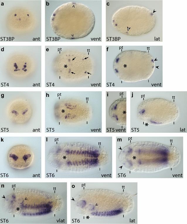 https://cdn.ncbi.nlm.nih.gov/pmc/blobs/510e/5539756/9f395b408fa6/13227_2017_76_Fig8_HTML.jpg