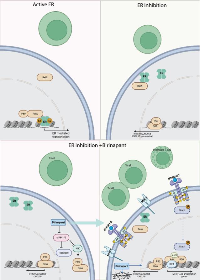 https://cdn.ncbi.nlm.nih.gov/pmc/blobs/510f/10543960/cf03c05ac812/overview_graphic_can-23-1711.jpg