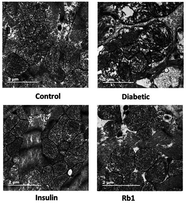https://cdn.ncbi.nlm.nih.gov/pmc/blobs/510f/11221176/fa84538adc4d/12872_2024_4005_Fig6_HTML.jpg