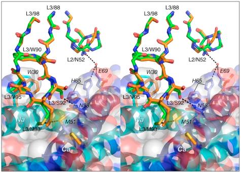 https://cdn.ncbi.nlm.nih.gov/pmc/blobs/5114/2978731/87443a5a17eb/ppat.1001182.g008.jpg