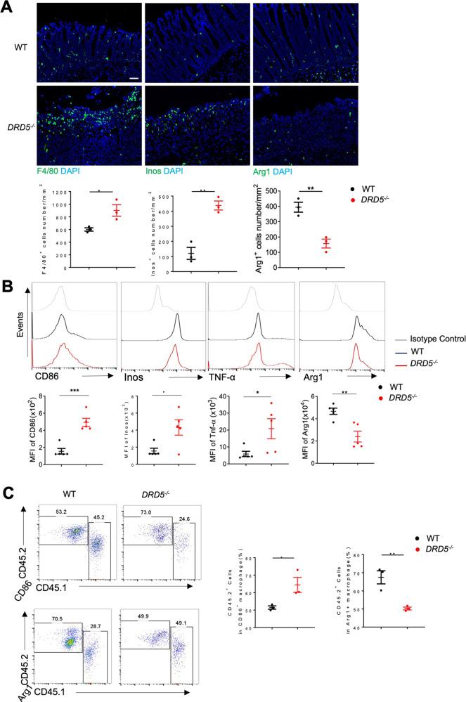 https://cdn.ncbi.nlm.nih.gov/pmc/blobs/5116/8129081/07965a12da64/41419_2021_3778_Fig5_HTML.jpg