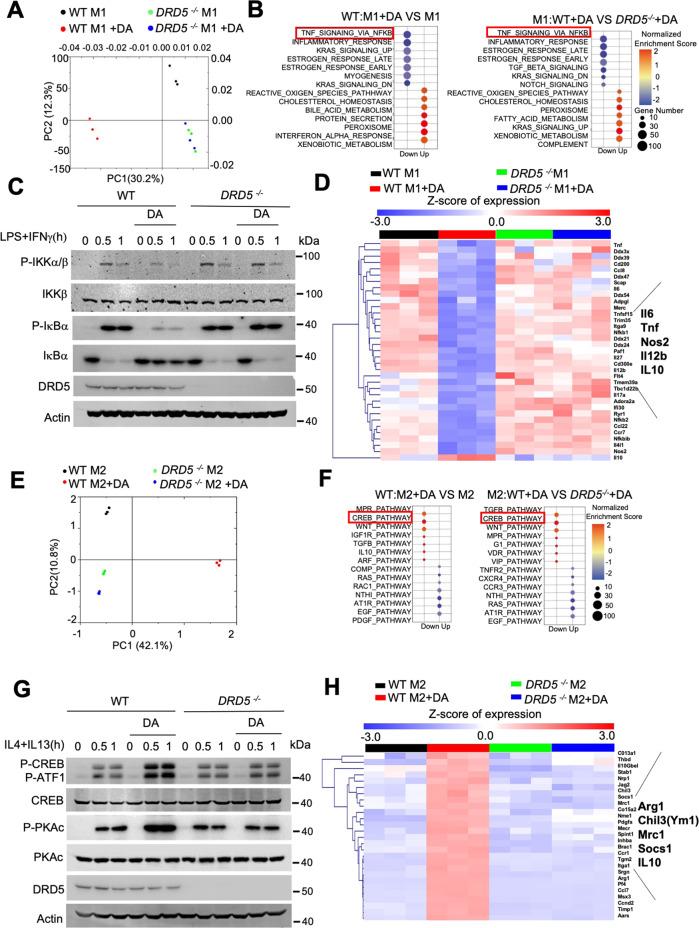https://cdn.ncbi.nlm.nih.gov/pmc/blobs/5116/8129081/cfe10193a090/41419_2021_3778_Fig4_HTML.jpg