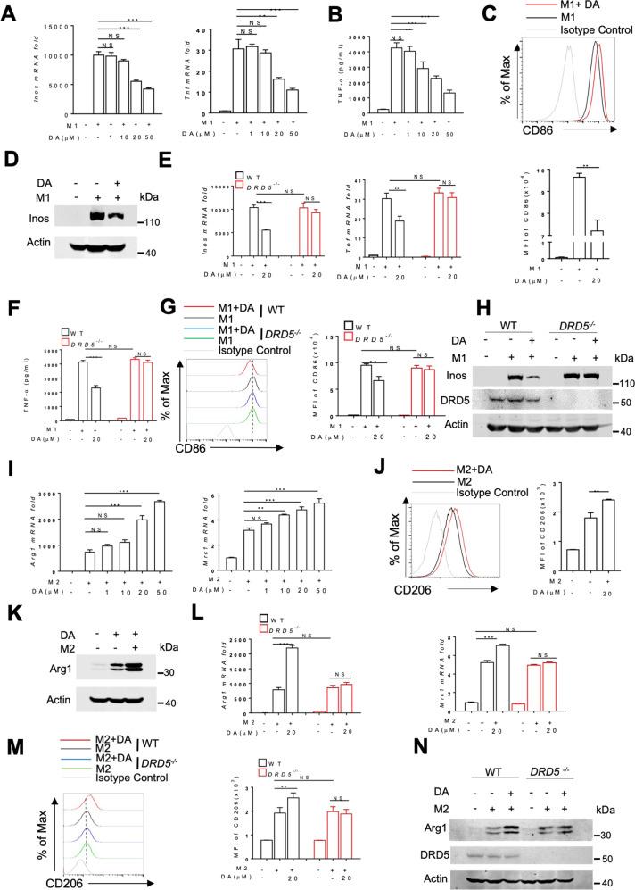 https://cdn.ncbi.nlm.nih.gov/pmc/blobs/5116/8129081/f4a341f52c31/41419_2021_3778_Fig3_HTML.jpg