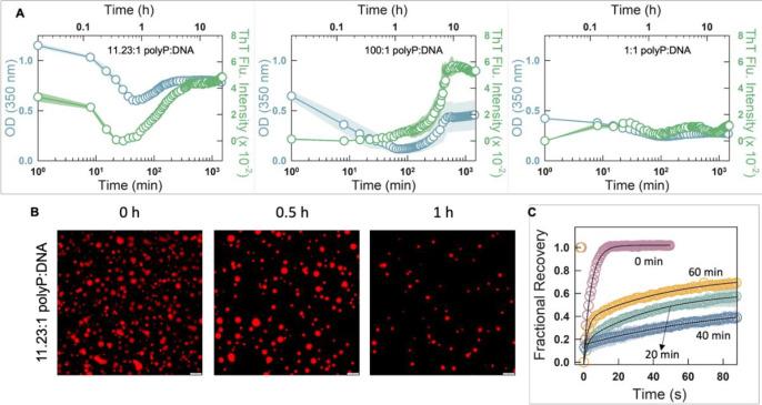 https://cdn.ncbi.nlm.nih.gov/pmc/blobs/511a/12259020/a6feef0f69d8/elife-105461-sa3-fig1.jpg