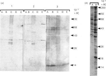 https://cdn.ncbi.nlm.nih.gov/pmc/blobs/5120/1135499/47f3171d4166/biochemj00217-0198-a.jpg