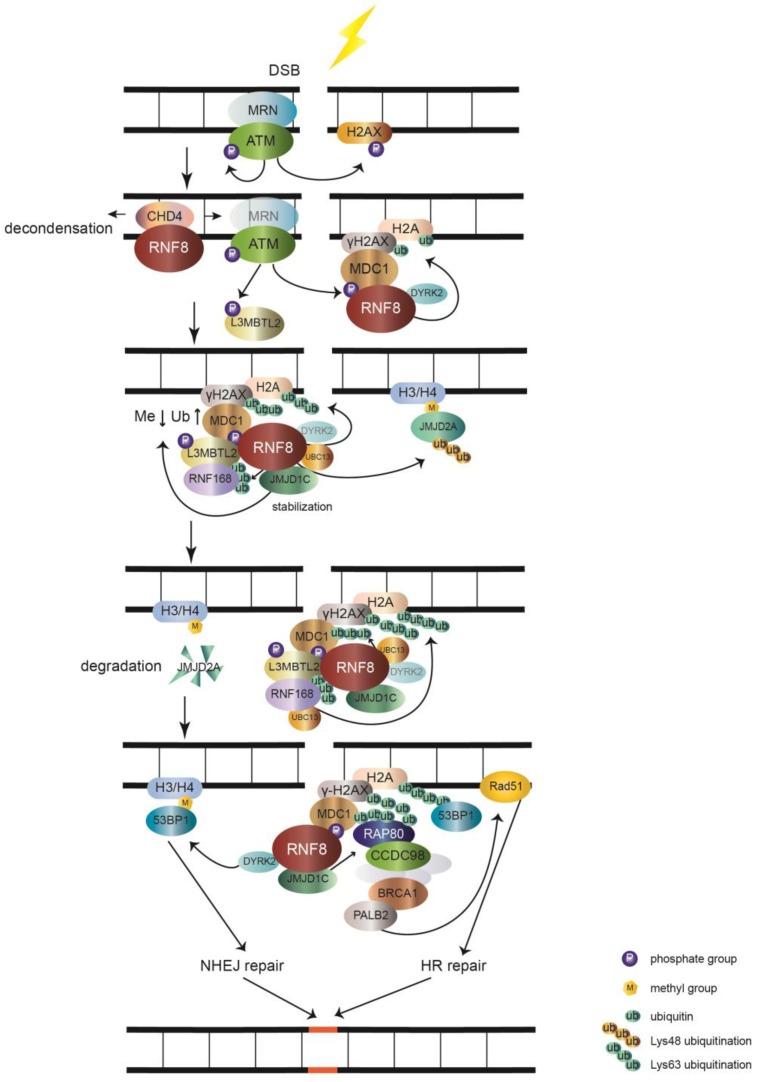 https://cdn.ncbi.nlm.nih.gov/pmc/blobs/5122/6535783/e3913ecde0a6/ijbsv15p0909g001.jpg
