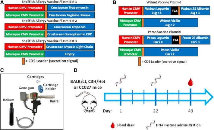 https://cdn.ncbi.nlm.nih.gov/pmc/blobs/5123/9632862/73f3d925d99b/falgy-03-969337-g001.jpg