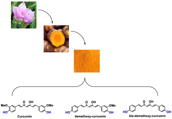 https://cdn.ncbi.nlm.nih.gov/pmc/blobs/5124/10376544/882de187272f/antioxidants-12-01317-g001.jpg