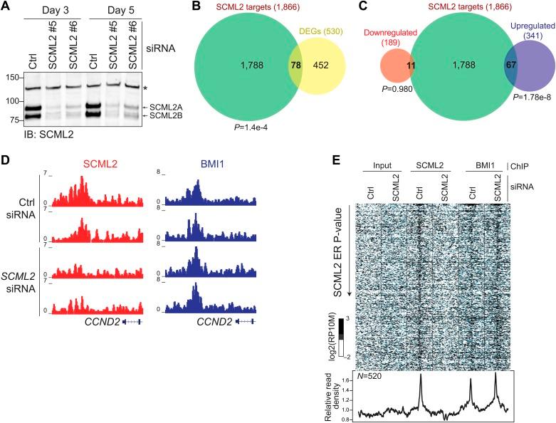 https://cdn.ncbi.nlm.nih.gov/pmc/blobs/5126/4074974/135829d7ea61/elife02637f007.jpg