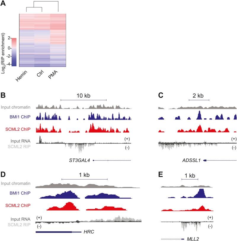 https://cdn.ncbi.nlm.nih.gov/pmc/blobs/5126/4074974/5566c53d4325/elife02637fs006.jpg