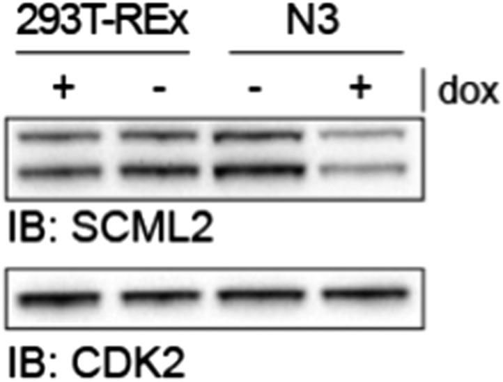 https://cdn.ncbi.nlm.nih.gov/pmc/blobs/5126/4074974/c451f73e1405/elife02637f011.jpg