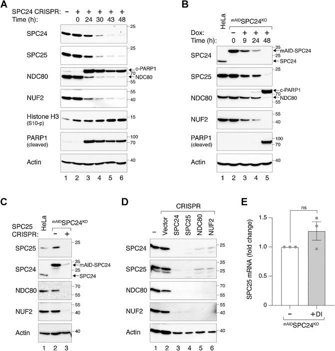 https://cdn.ncbi.nlm.nih.gov/pmc/blobs/5129/11063766/2c0a8ac41de5/423fig5.jpg