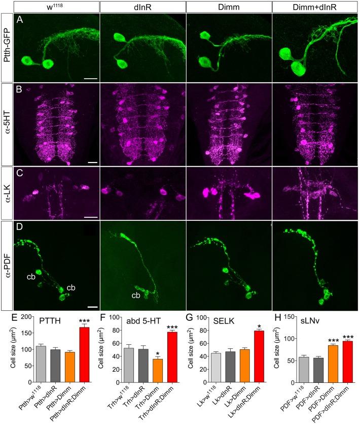 https://cdn.ncbi.nlm.nih.gov/pmc/blobs/512c/5064288/5132f0b52aaf/fnmol-09-00097-g0001.jpg