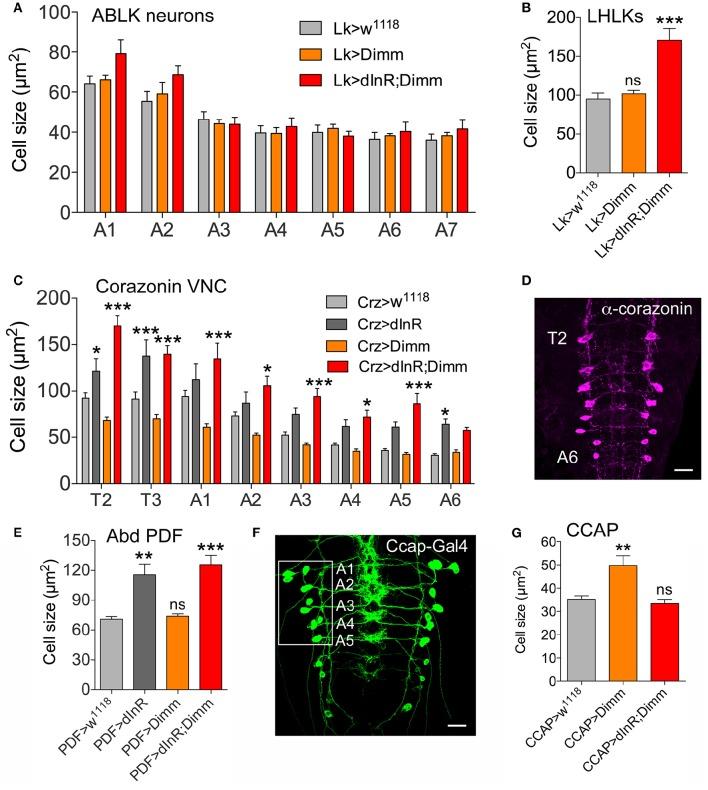https://cdn.ncbi.nlm.nih.gov/pmc/blobs/512c/5064288/8dbe2d182c24/fnmol-09-00097-g0002.jpg
