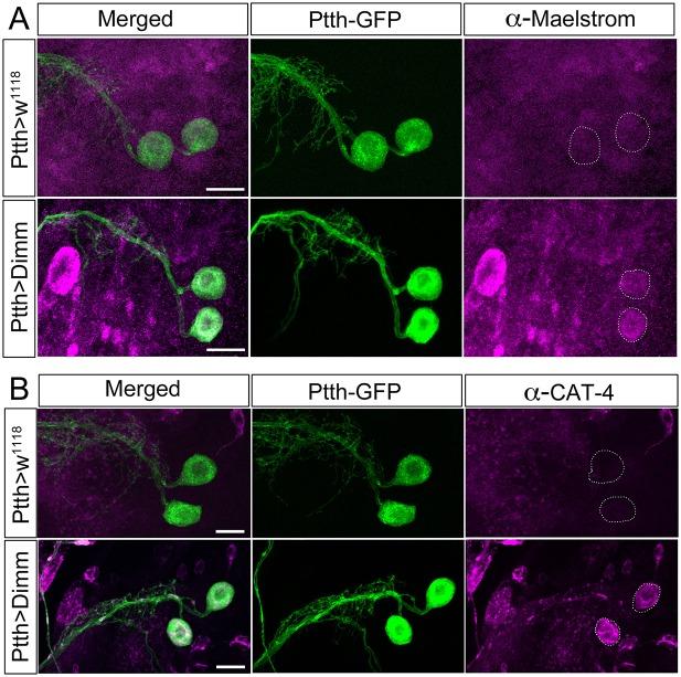 https://cdn.ncbi.nlm.nih.gov/pmc/blobs/512c/5064288/8ee89bd76cc5/fnmol-09-00097-g0010.jpg