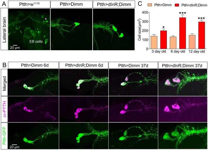 https://cdn.ncbi.nlm.nih.gov/pmc/blobs/512c/5064288/94605ca8a54a/fnmol-09-00097-g0009.jpg