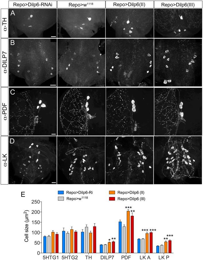 https://cdn.ncbi.nlm.nih.gov/pmc/blobs/512c/5064288/aad4a05bdb34/fnmol-09-00097-g0011.jpg
