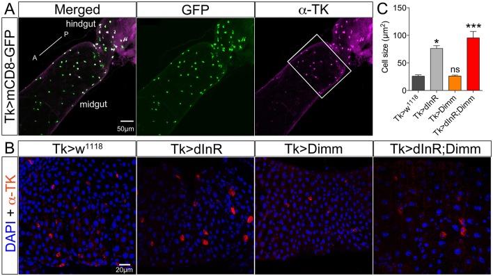 https://cdn.ncbi.nlm.nih.gov/pmc/blobs/512c/5064288/d6a3e3228c6f/fnmol-09-00097-g0005.jpg