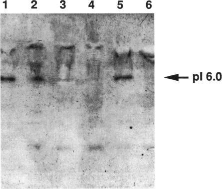 https://cdn.ncbi.nlm.nih.gov/pmc/blobs/512d/197035/d0f557eb6dea/jbacter00039-0357-a.jpg