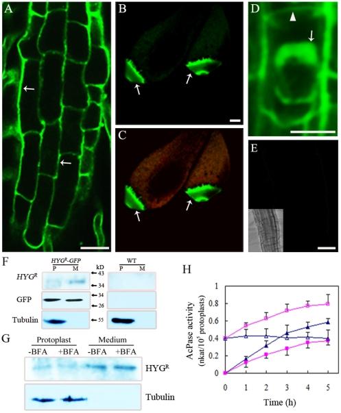 https://cdn.ncbi.nlm.nih.gov/pmc/blobs/512e/3225361/fe90e1e8c4e5/pone.0026477.g006.jpg