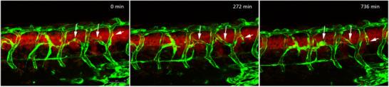 https://cdn.ncbi.nlm.nih.gov/pmc/blobs/512f/12412526/4e1d9bf3df23/ADVS-12-e15176-g002.jpg