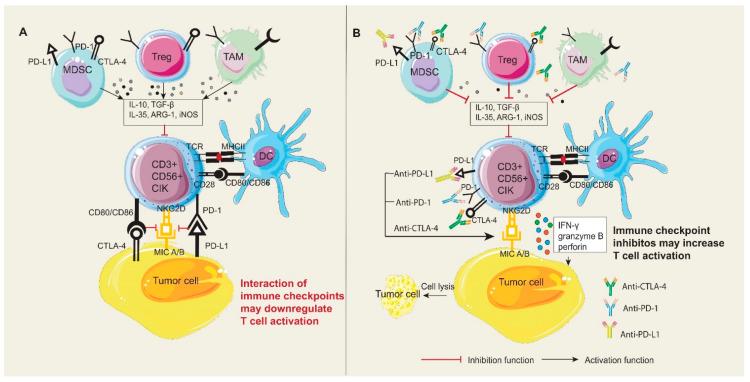 https://cdn.ncbi.nlm.nih.gov/pmc/blobs/5130/10054817/7c0965a7107c/ijms-24-05626-g002.jpg