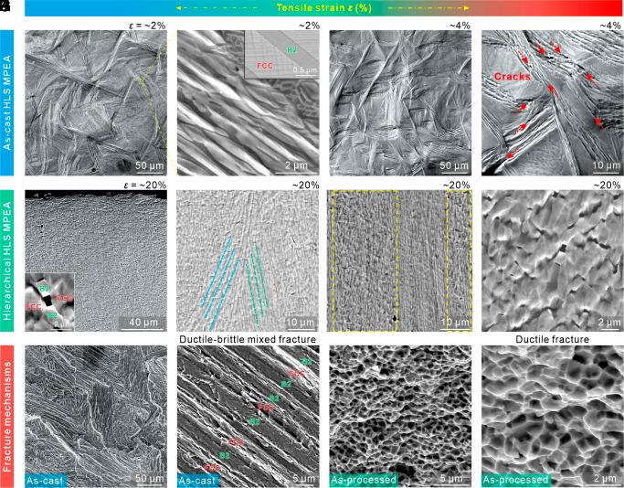 https://cdn.ncbi.nlm.nih.gov/pmc/blobs/5130/11745326/b66261773810/pnas.2409317121fig03.jpg