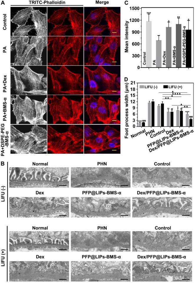 https://cdn.ncbi.nlm.nih.gov/pmc/blobs/5131/7806481/4182a18fdd28/thnov11p2670g008.jpg