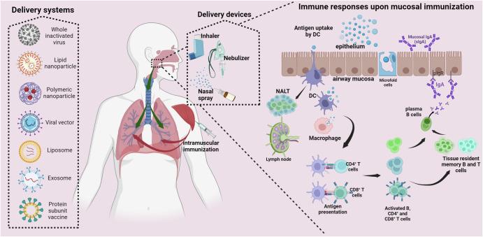 https://cdn.ncbi.nlm.nih.gov/pmc/blobs/5136/11721646/2c7d2417ab81/44298_2024_43_Fig2_HTML.jpg