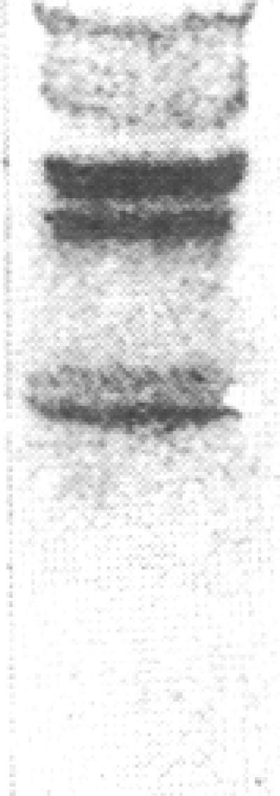https://cdn.ncbi.nlm.nih.gov/pmc/blobs/5138/443026/43f066276238/jcinvest00049-0183-e.jpg