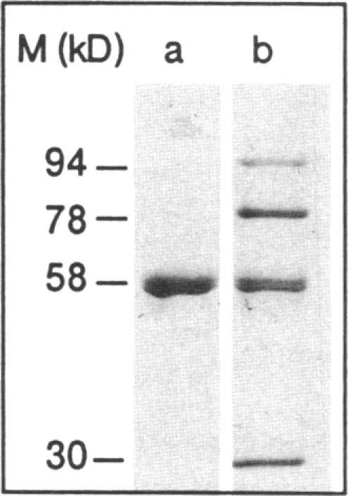 https://cdn.ncbi.nlm.nih.gov/pmc/blobs/5138/443026/4a8556203cfc/jcinvest00049-0181-a.jpg