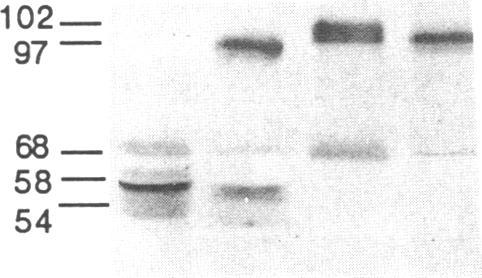 https://cdn.ncbi.nlm.nih.gov/pmc/blobs/5138/443026/55f0fb9455b9/jcinvest00049-0183-b.jpg