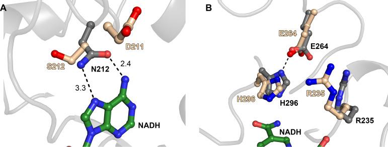 https://cdn.ncbi.nlm.nih.gov/pmc/blobs/513c/7512555/8fc91ac6ba1f/mBio.02249-20-f0004.jpg