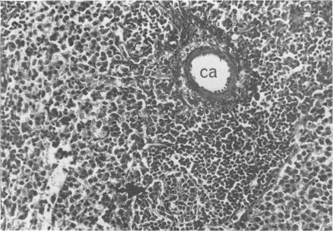 https://cdn.ncbi.nlm.nih.gov/pmc/blobs/513e/1579039/5bd0415f00dc/clinexpimmunol00343-0007-a.jpg