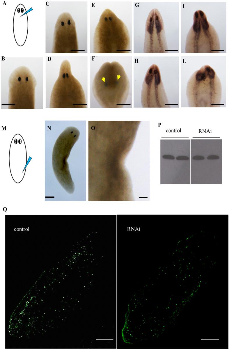 https://cdn.ncbi.nlm.nih.gov/pmc/blobs/5140/5574924/41844860d3a4/41598_2017_9567_Fig3_HTML.jpg