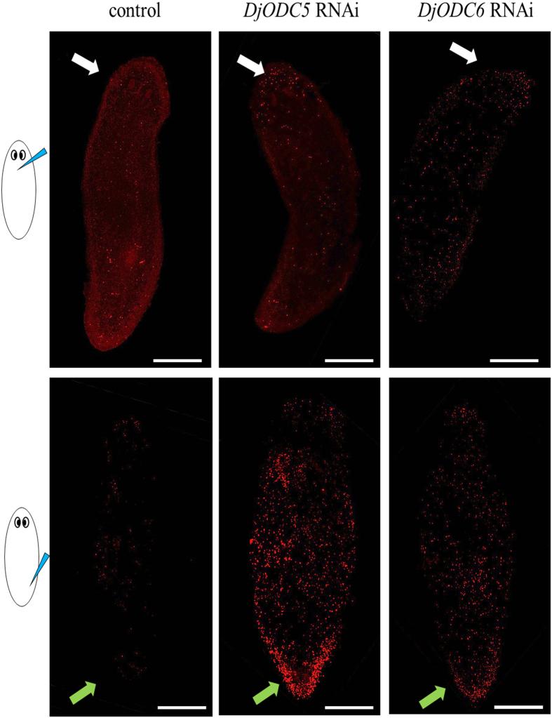 https://cdn.ncbi.nlm.nih.gov/pmc/blobs/5140/5574924/d6117bbf28b1/41598_2017_9567_Fig4_HTML.jpg