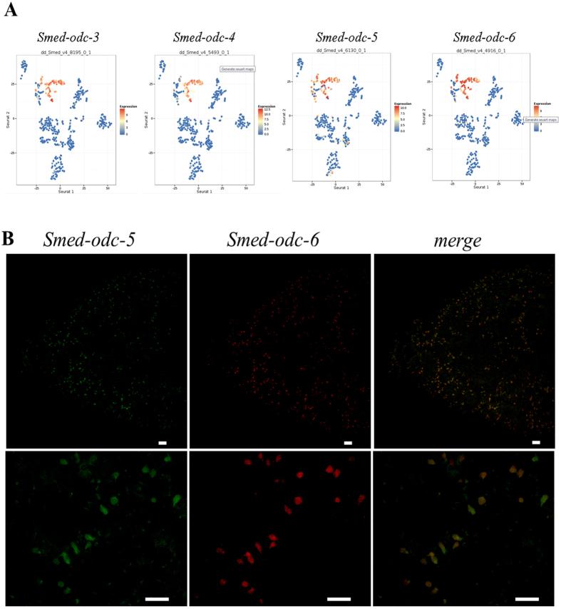 https://cdn.ncbi.nlm.nih.gov/pmc/blobs/5140/5574924/d7d7b9c245ca/41598_2017_9567_Fig8_HTML.jpg